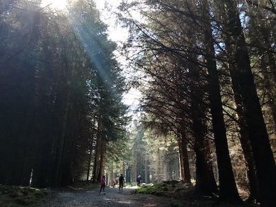 bosque luminoso