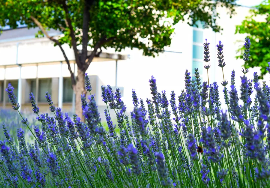Lavanda Los Negrales